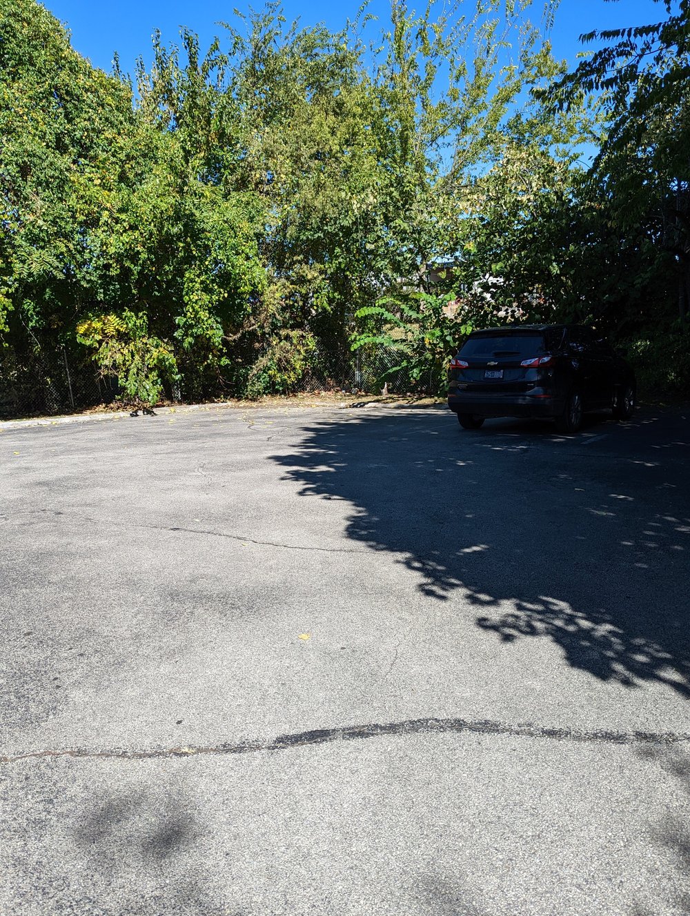 The parking lot behind the building, bordered by trees.
